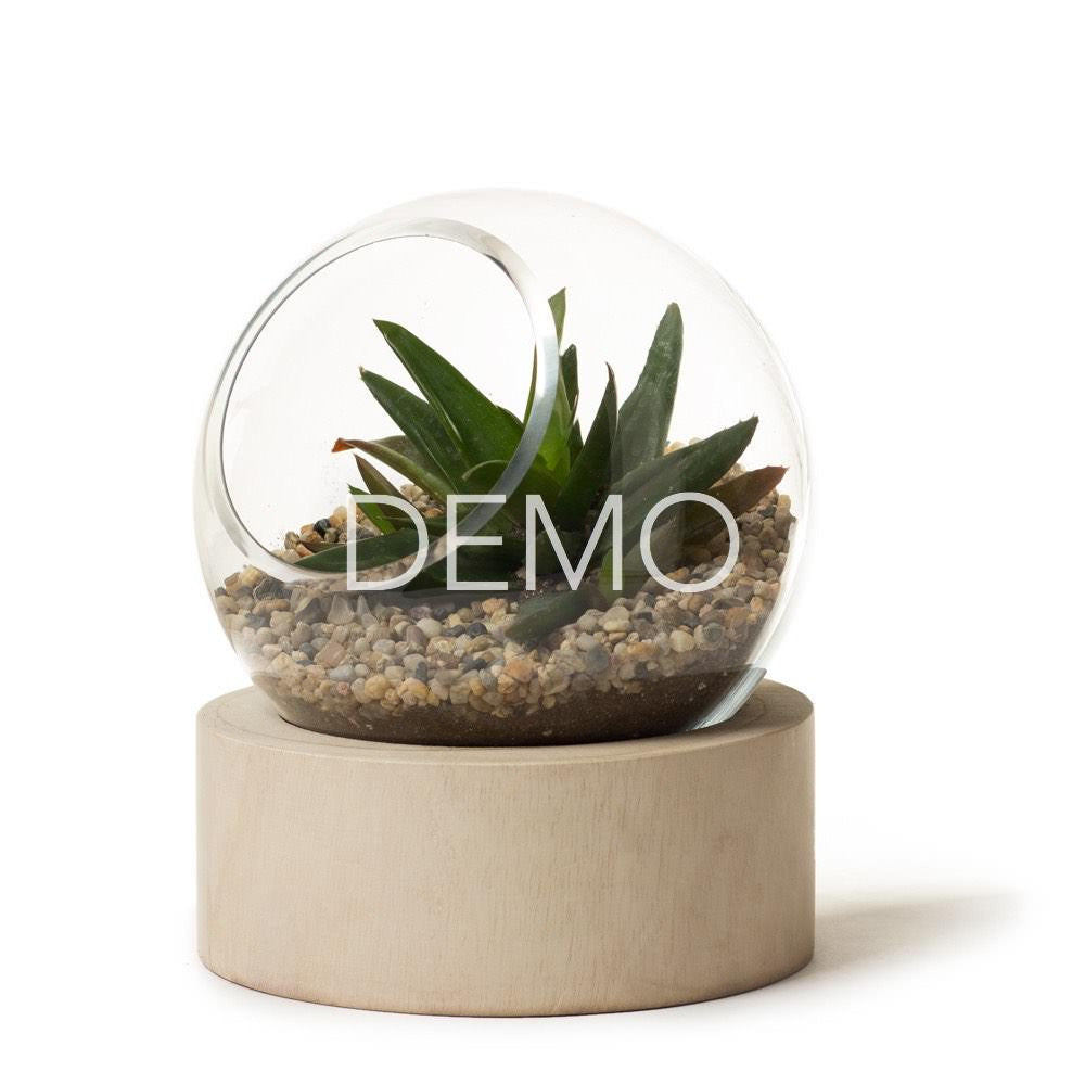 Orbit Terrarium – Small