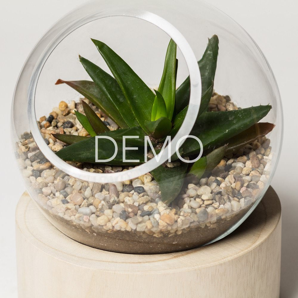 Orbit Terrarium – Large